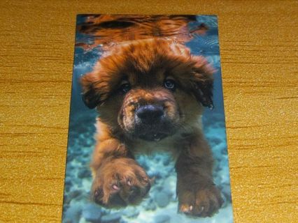 Dog Cool new one vinyl sticker no refunds regular mail only Very nice win 2 or more get bonus
