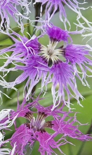 Purple Crimsonia