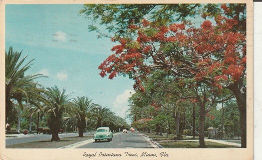 Vintage Used Postcard: A: 1964 Royal Poinciana Trees, Miami, FL