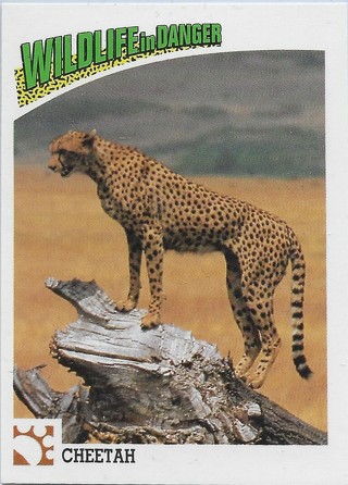 1992 Panini Wildlife in Danger #25 Cheetah