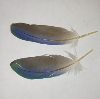 ONE Random Blue Quaker Feather