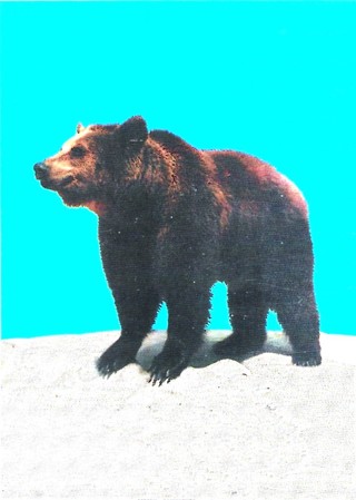 1993 World Famous San Diego Zoo #105 Eurasian Brown Bear