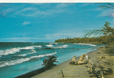 Vintage Unused Postcard: y: 1951 Driftwood