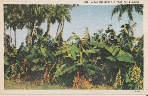Vintage Unused Postcard: h: Flora, flowers, wild flowers
