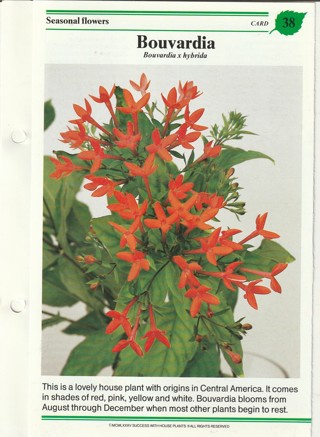 Success with Plants Leaflet: Bouvardia