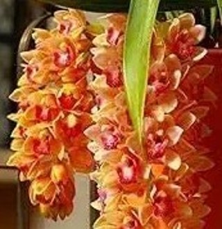 Cymbidium Orchid Orange