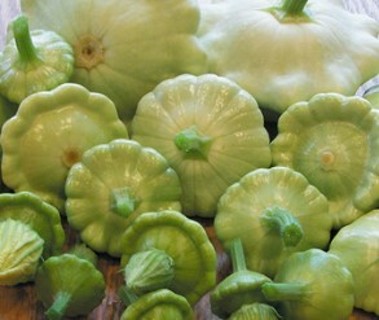 Bennings SGT Summer Squash--5 seeds