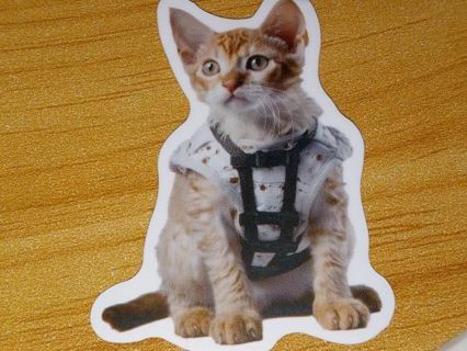 Cat Cute one new vinyl lap top stickers no refunds regular mail very nice