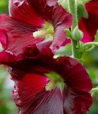 Burgundy Hollyhock