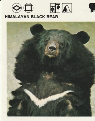 Vintage 1975 Leisure Books Animal Card crdgin5: HIMALAYAN BLACK BEAR