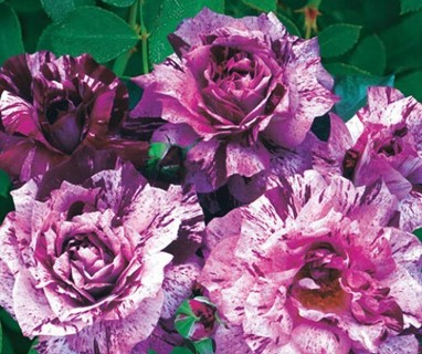 More Roses To Enjoy=Purple CandyStripe