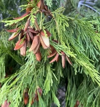 Intense Cedar Tree