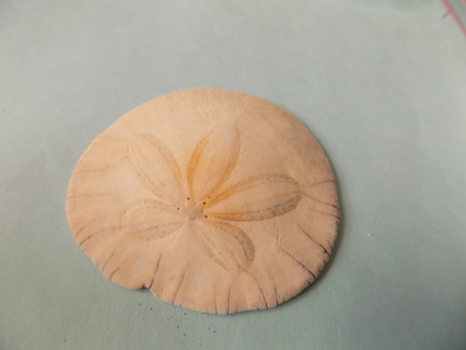 # 4 Sand Dollar 2 1/2 inch round