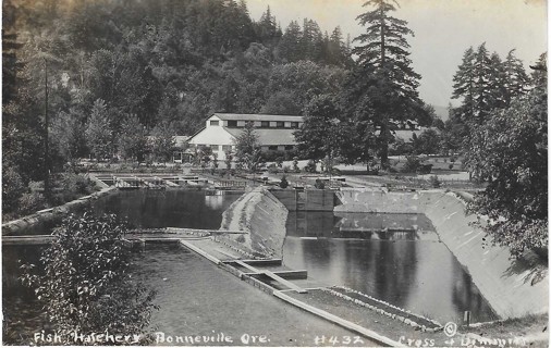 Estate Find 100+ years old Postcard Fish Hatchery Bonneville, Oregon