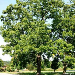 10 Seeds - Black Walnut tree seeds | Juglans nigra Black walnut kernels - Hardwood tree seeds