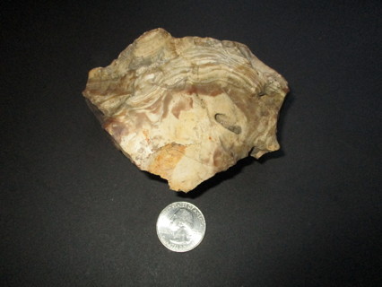 1 Large Section of Petrified Palm Tree / Root