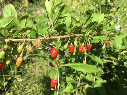 40 seeds of Goji Berry, organically grown - easy to plant!