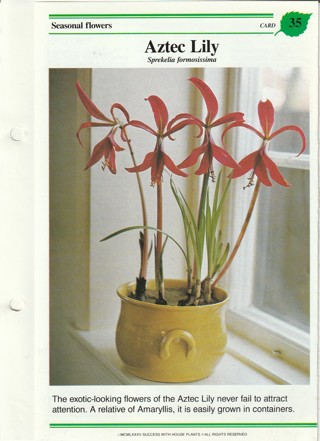 Success with Plants Leaflet: Aztec Lily