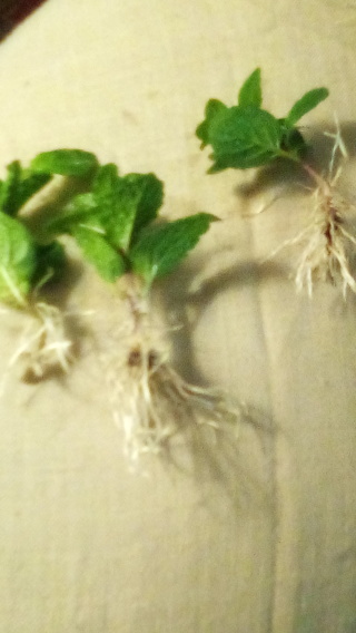 3 little rooted mint cuttings ,Mojito mint