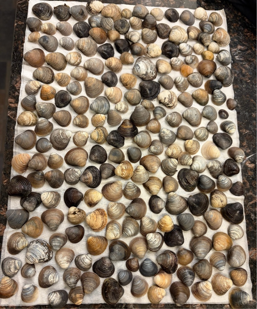 FREE: Seashells- Sml- sturdy- clam-type- the lighter colors- Lot of 10