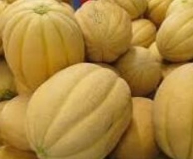 Indiana Melons--15 seeds