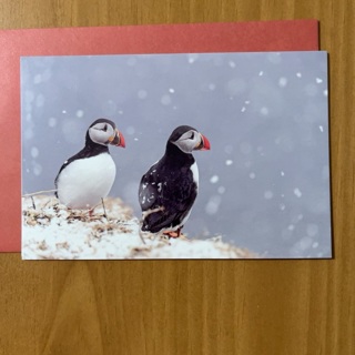 Puffins Note Card 