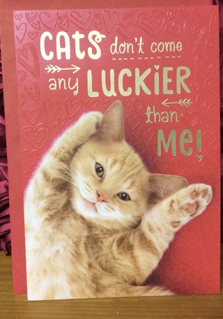 Orange Cat Valentine Day Card