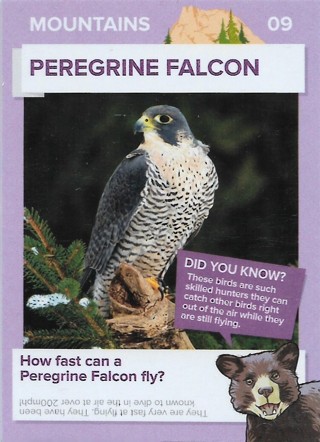 2016 Go Wild in the USA Mountains #9 Peregrine Falcon