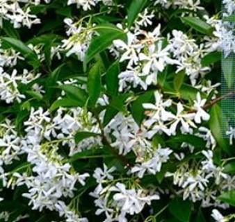 Star Jasmine--10 seeds