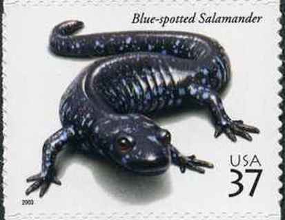 new usa salamander stamp,,gin= 4 more new usa stamps