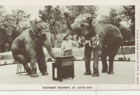 Vintage Unused Postcard: (B&W): St Louis Zoo, MO