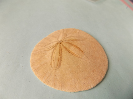 # 2 Sand Dollar 2 1/2 inch round