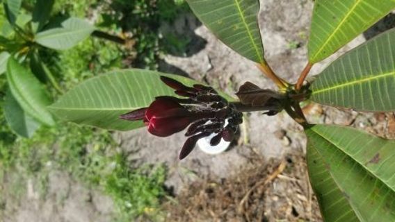 15 PLUMERIA FRANGIPANI SEEDS 5 SEEDS FROM EACH COLOR FROM SUNNY SOUTH FLORIDA