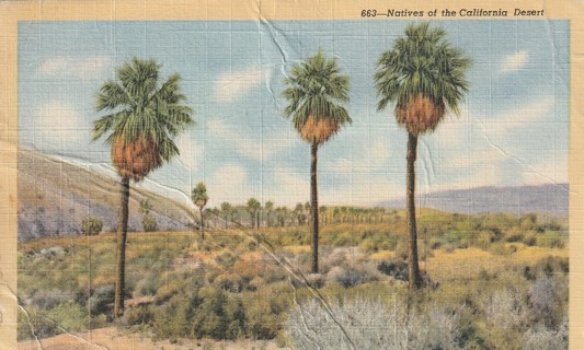 Vintage Used Postcard: g: Linen: California Desert