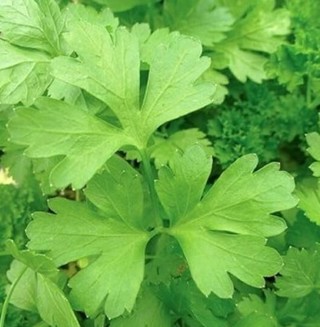 Italian Flat Leaf Parsley