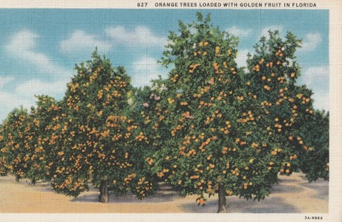 Vintage Unused Postcard: gin: Orange Trees in Florida 