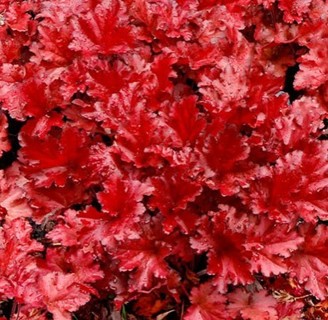 Red Coral Bells