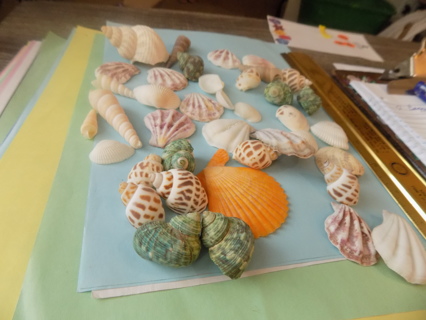 Baggie of decorative pretty sea shells