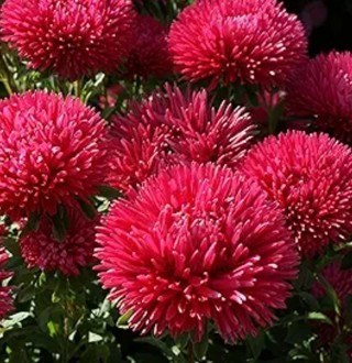 Red China Asters