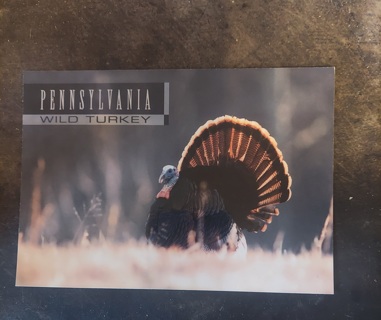 Wild Turkey Postcard 