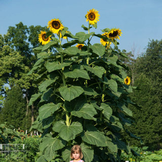 MAMMOTH SUNFLOWER SEEDS packed for 2024