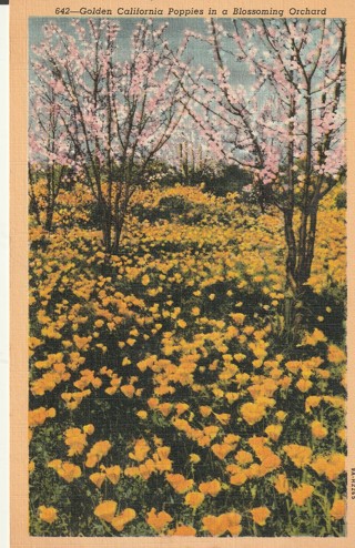 Vintage Unused Postcard: k: California Poppies