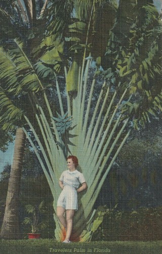 Vintage Unused Postcard: k: Travelers Palm in Florida