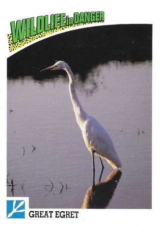 1992 Panini Wildlife in Danger #71 Great Egret