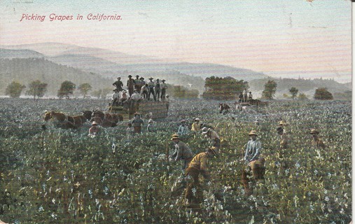 Vintage Used Postcard: Pre Linen: Picking Grapes in California