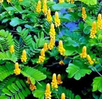 Candlestick Bush Seeds