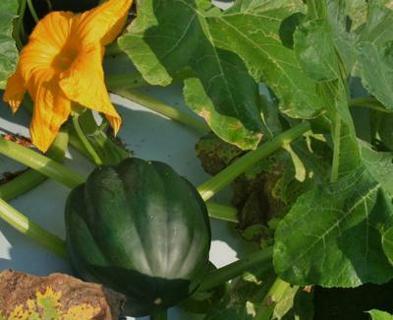 Packet of Acorn Squash Seeds Homegrown For 2024 Gardening Season *