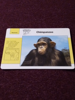 Grolier Story of America Card - Chimpanzee