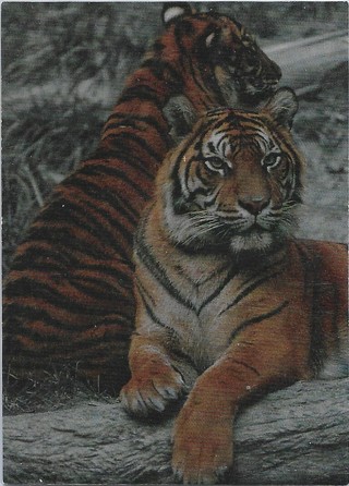 1993 Cardz World Famous San Diego Zoo #T1 Sumatran Tiger TekChrome