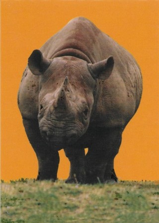  1993 Cardz World Famous San Diego Zoo #104 Black Rhinoceros